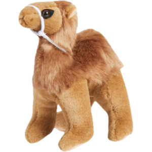 Camel, Standing